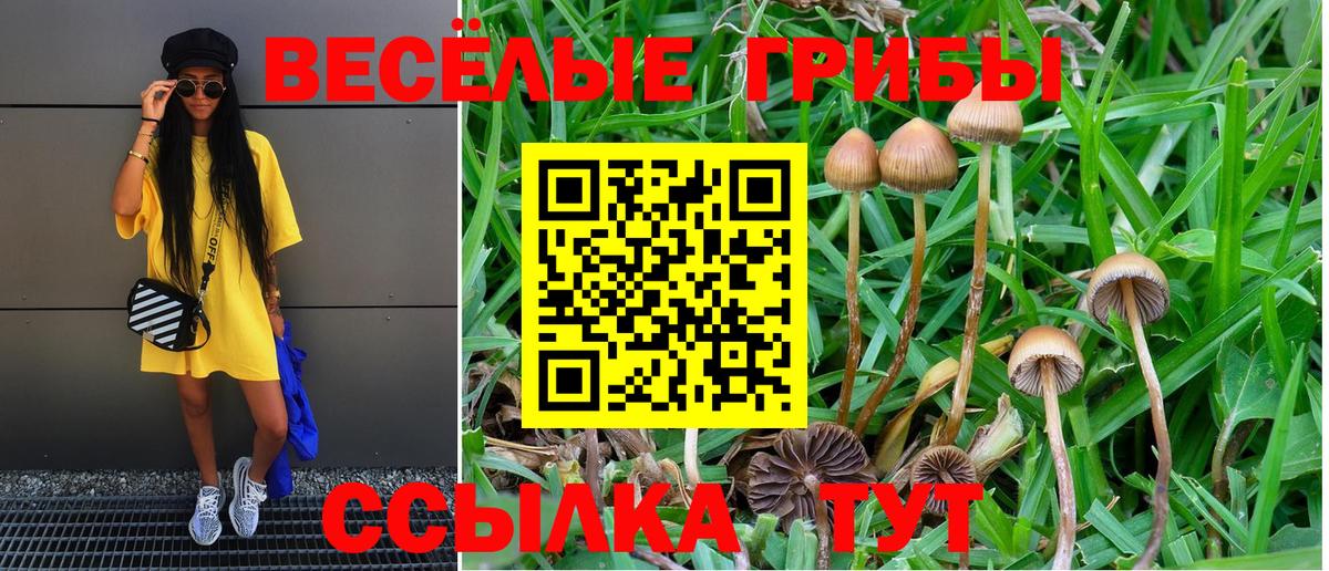 Галлюциногенные грибы Psilocybine cubensis Богородск